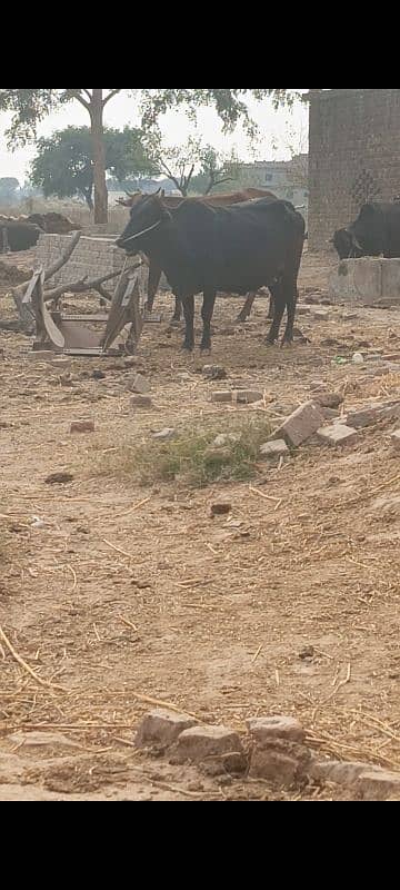 Cow for sale 3