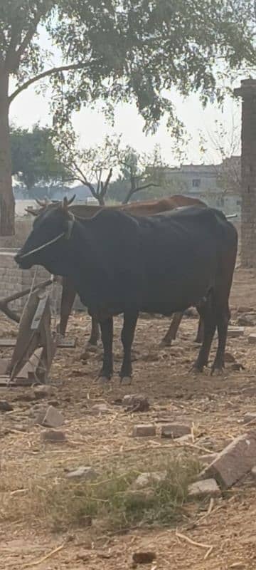 Cow for sale 4