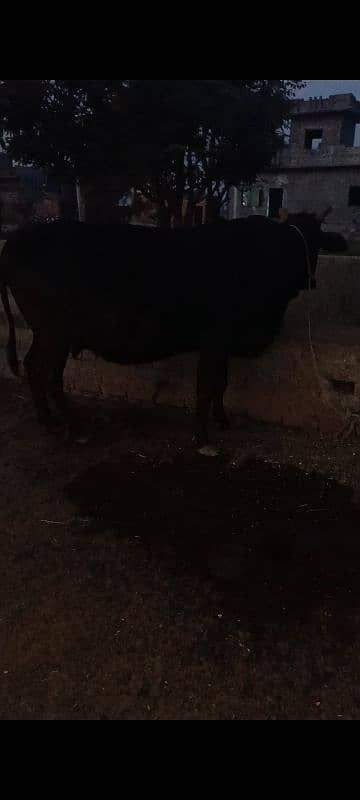 Cow for sale 5