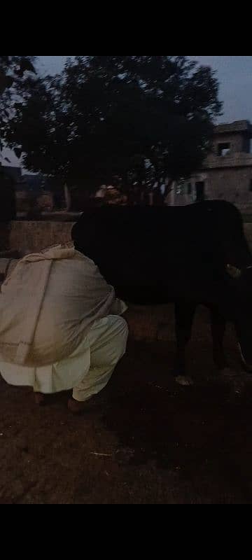 Cow for sale 6