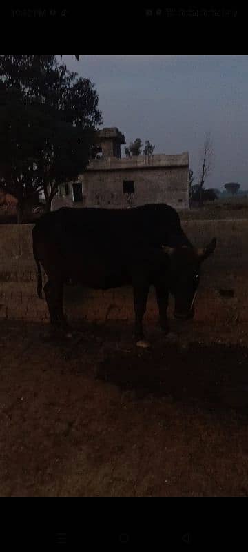 Cow for sale 9