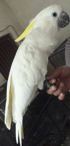 Tritron Cockatoo / Cockatoo / Parrots / 03072560665