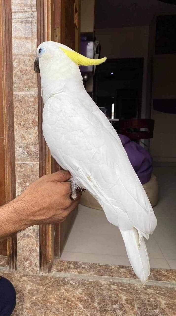 Tritron Cockatoo / Cockatoo / Parrots / 03072560665 1