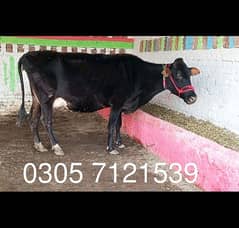 jersey Friesian cow