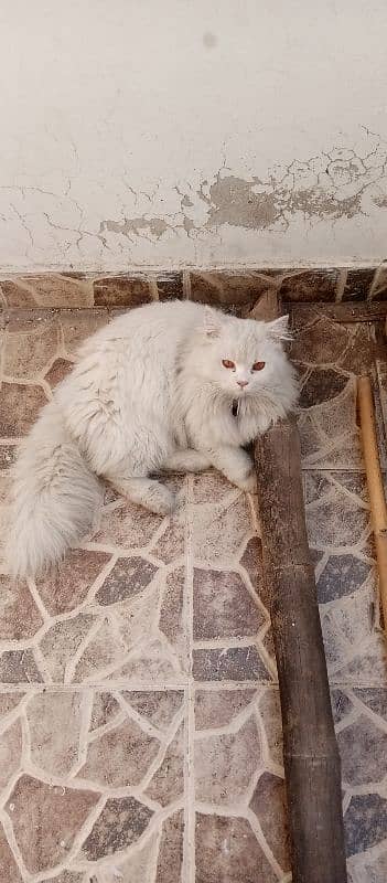 Persian cats pair 2