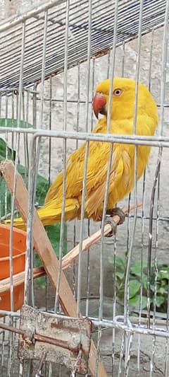 yellow ringneck not tamed