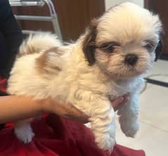 1 Shih Tzu puppies