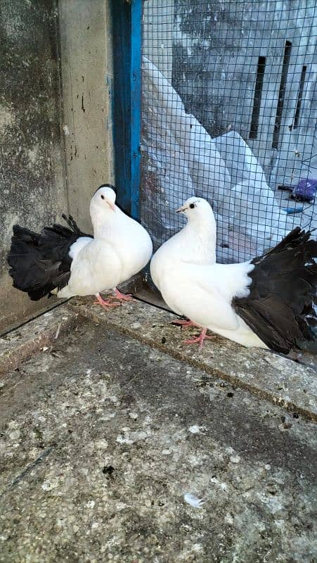 pigeons lucka with chick 1