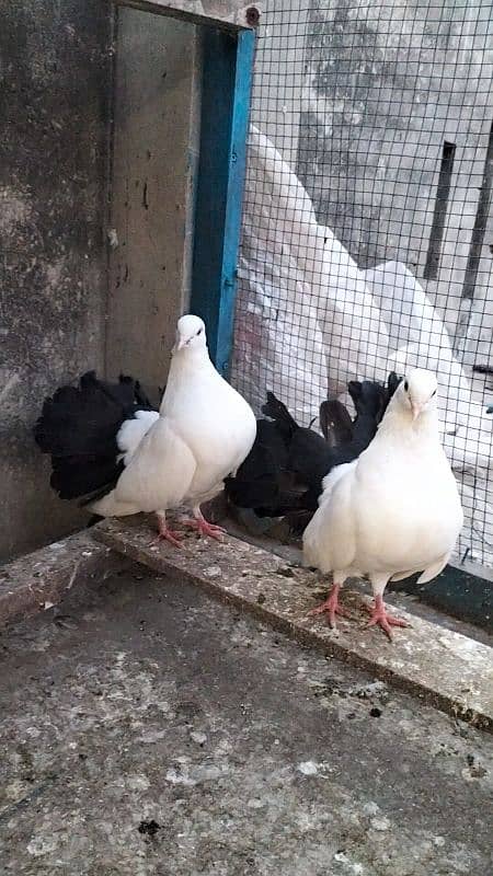 pigeons lucka with chick 2