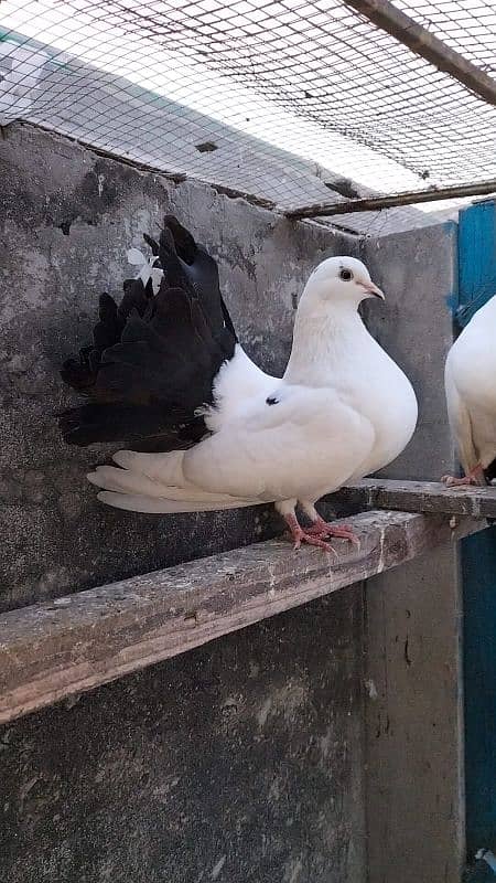 pigeons lucka with chick 3