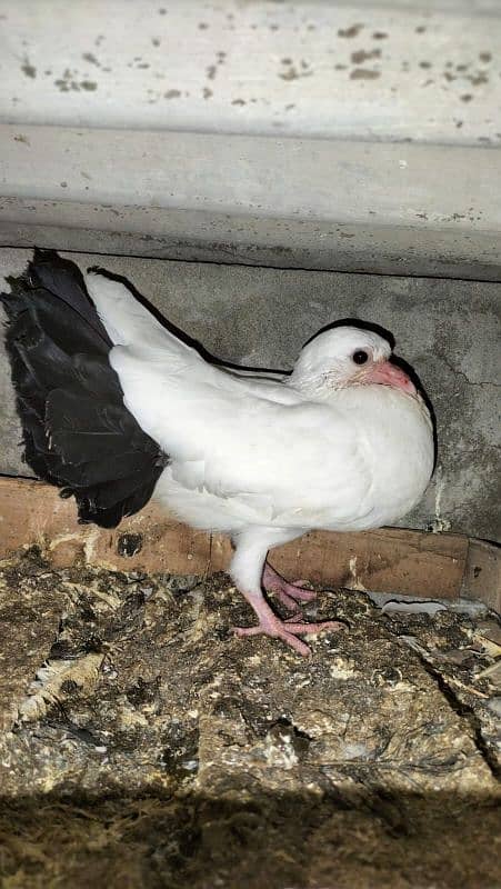 pigeons lucka with chick 4