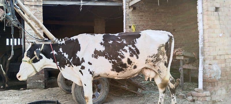 v beautiful frizen cow 2