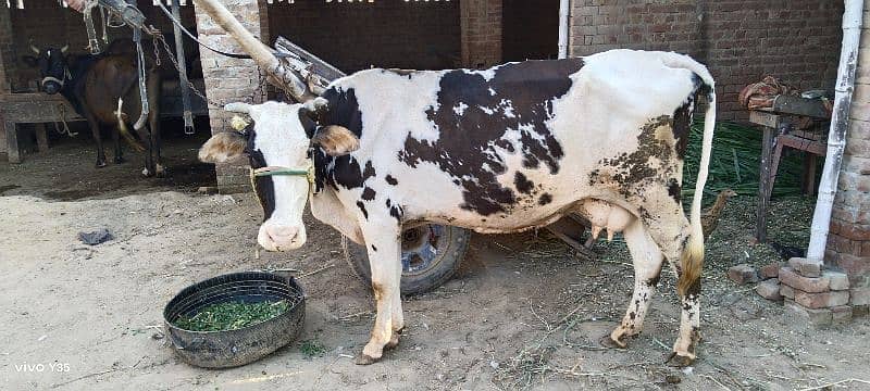 v beautiful frizen cow 3