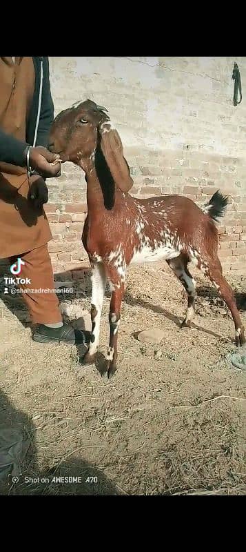 ماشاءاللہ فریش دو دانت مکھی چینی پٹ ایک مہینے کے کراس ہے 1