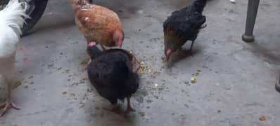 4 Healthy and Active Hens