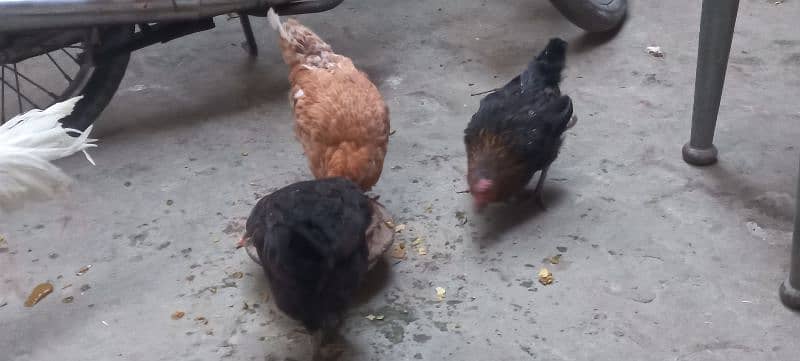 4 Healthy and Active Hens 1