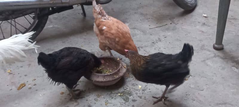 4 Healthy and Active Hens 2