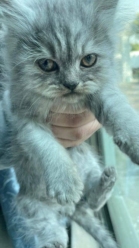 Persian kitten/double coat/semi punch face/grey 0