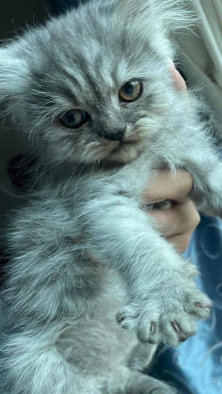 Persian kitten/double coat/semi punch face/grey 1