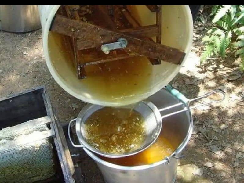 Honey 100%  Pure Natural collected from Talagang  wild forest Area 1