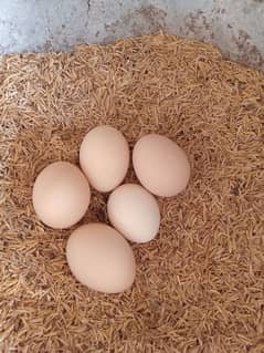 Fresh desi eggs for sale