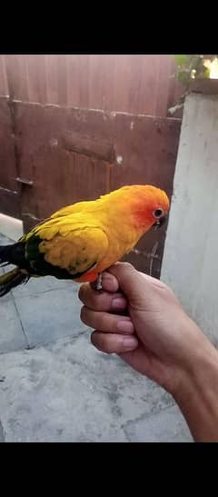 Sunconure Female