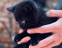 Kitten