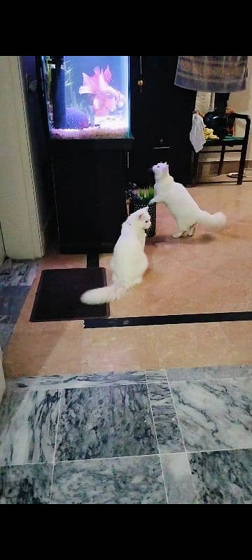 Persian cats Pair 10