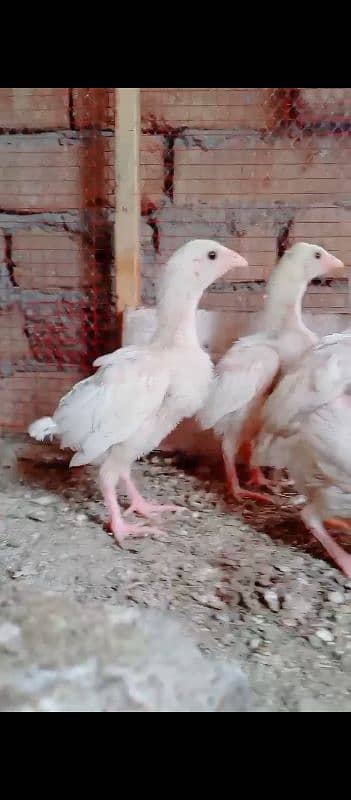 Heera Aseel chicks 2