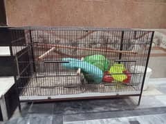 BIRDS CAGE FOR RAW PARROT