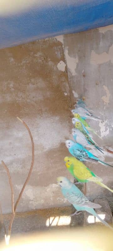 Breeder pair tcb budgies + fellow + red eyes 6