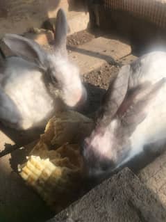 Rabbits Adult breeding pair