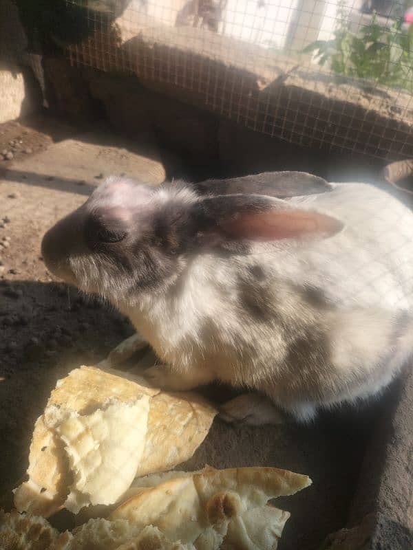 Rabbits Adult breeding pair 1