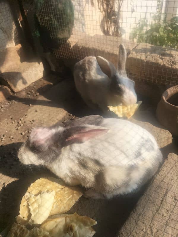 Rabbits Adult breeding pair 2