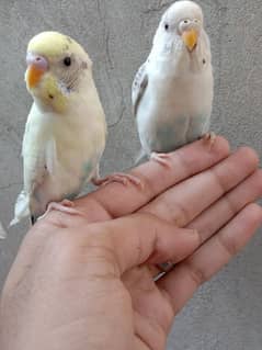 hand tame parrot