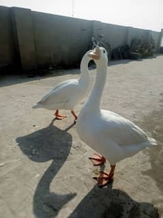 White Ducks for sale in Multan