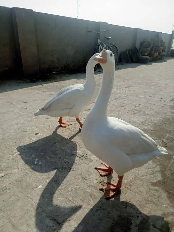 White Ducks for sale in Multan 0