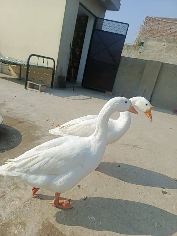 White Ducks for sale in Multan 1