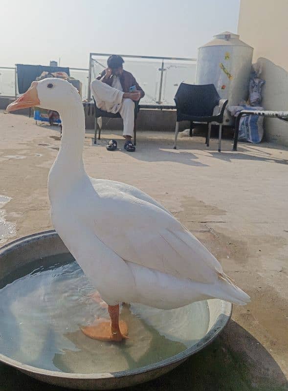 White Ducks for sale in Multan 2