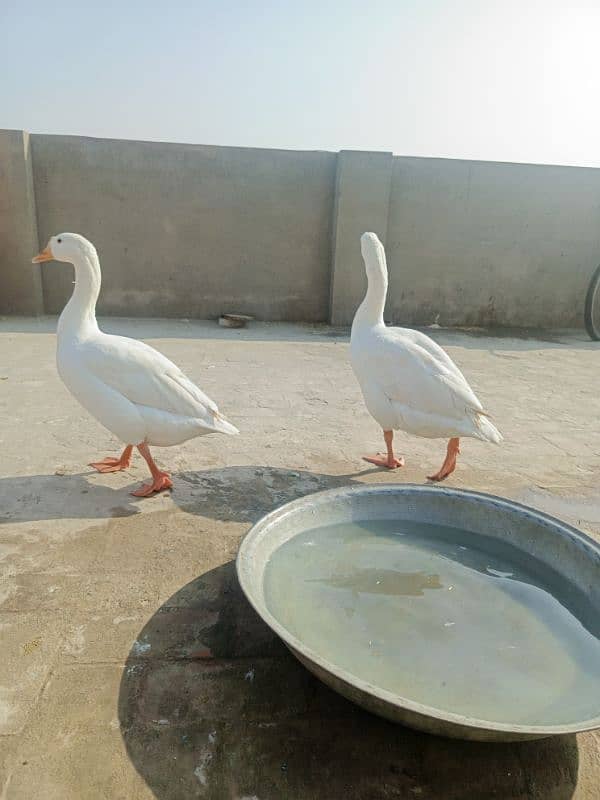 White Ducks for sale in Multan 3