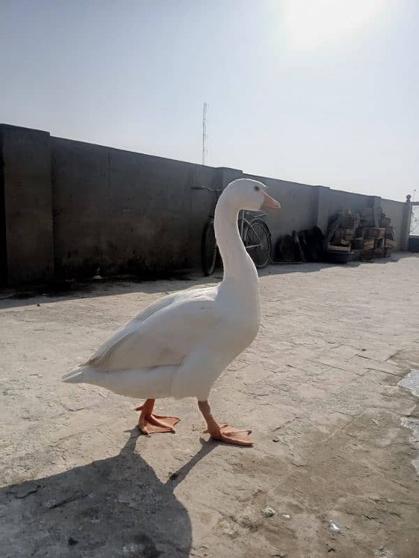 White Ducks for sale in Multan 4