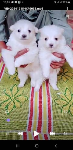 Russian puppy Jodi 2month for sale