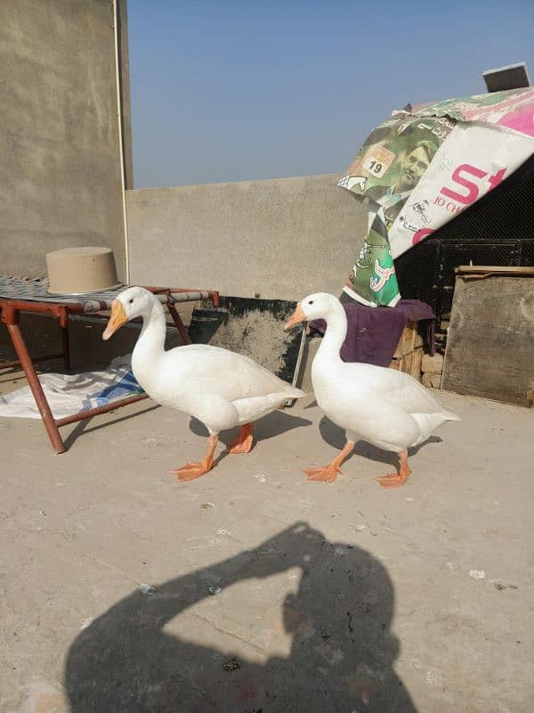 White Ducks for sale in Multan 5