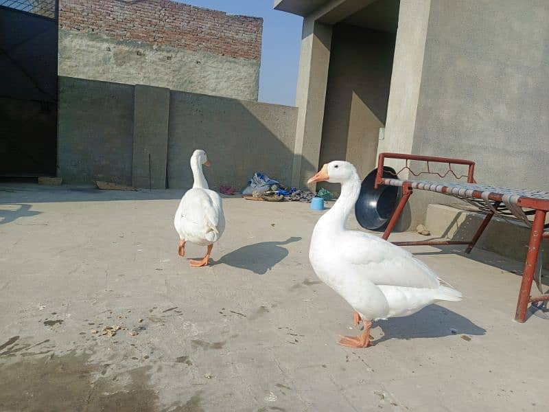 White Ducks for sale in Multan 6