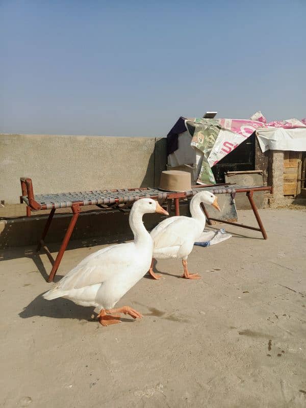 White Ducks for sale in Multan 7