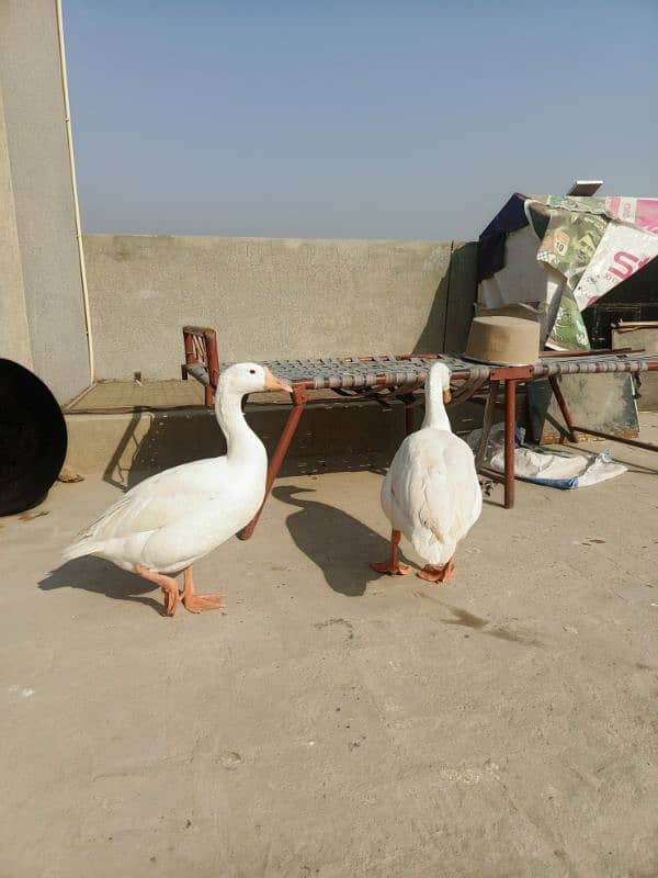 White Ducks for sale in Multan 8