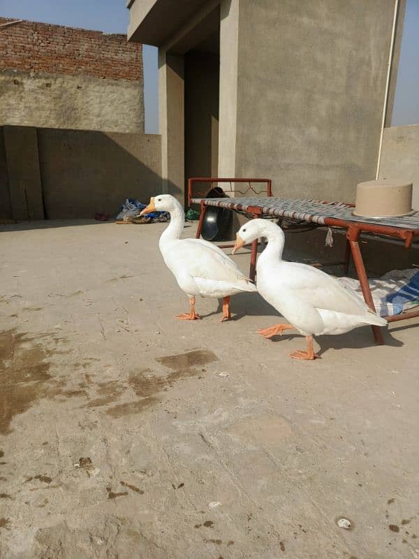 White Ducks for sale in Multan 9