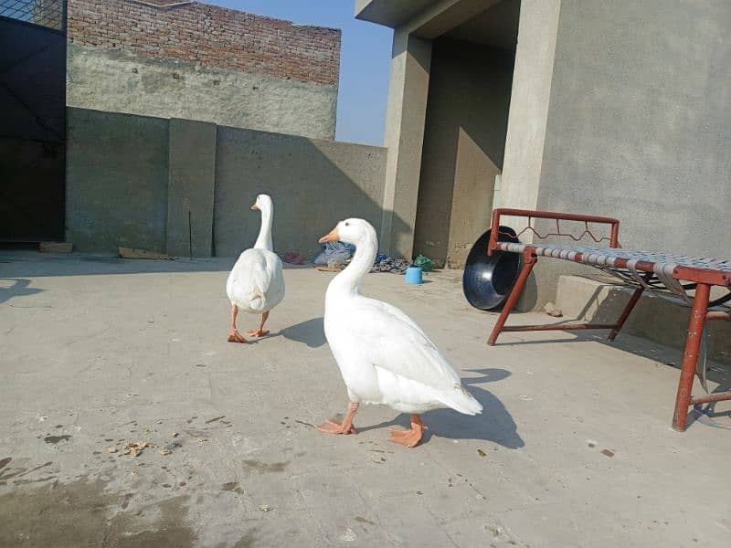 White Ducks for sale in Multan 10