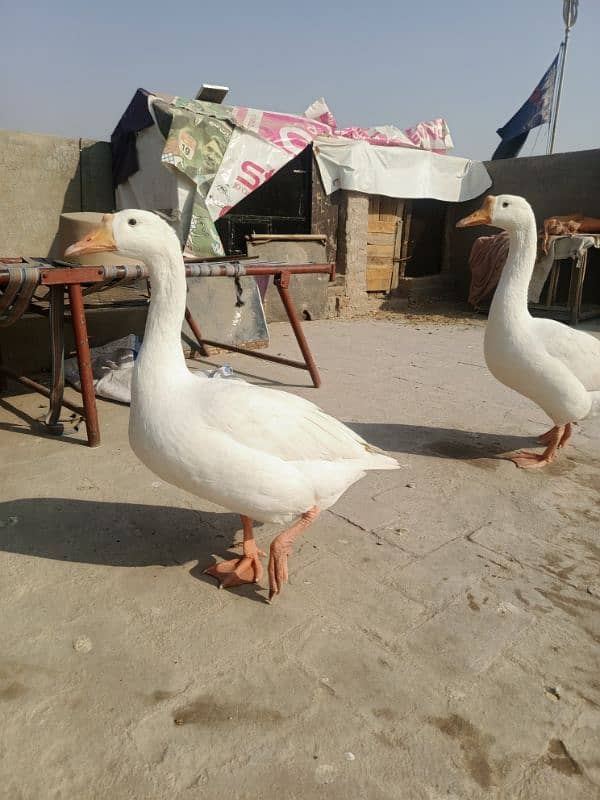 White Ducks for sale in Multan 11