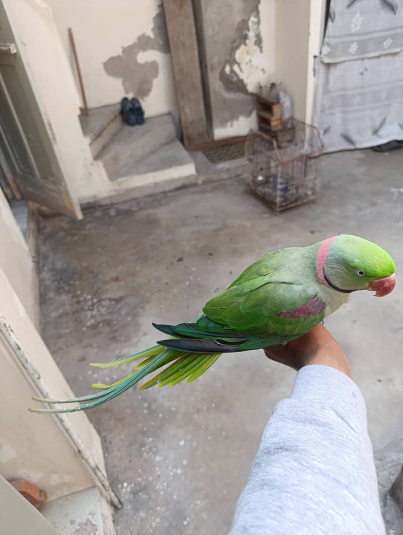 Raw parrot 0